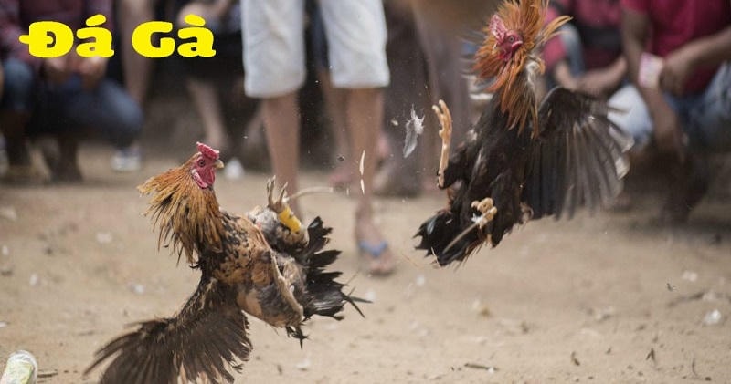 Đá gà cựa dao là gì?